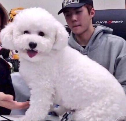 韩国exo吴世勋和朴灿烈,exo吴世勋鹿晗是亲兄弟吗