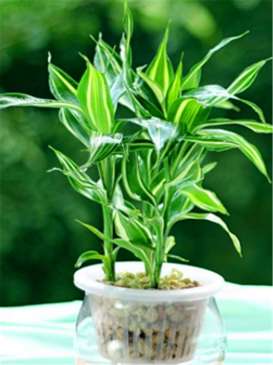 水培富贵竹叶片变黄有斑点,富贵竹水培叶发黄可以用螯合铁吗