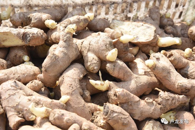 刘振海安阳,刘振海莒县