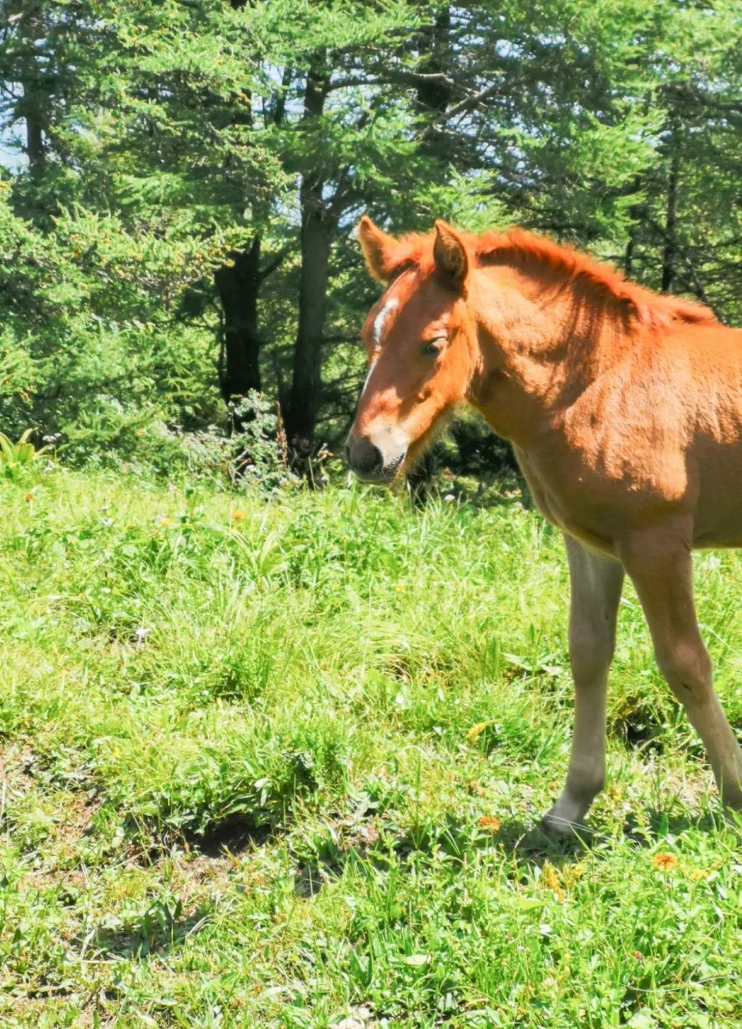 徒步穿越北驼梁完整版,穿越花海古道游记