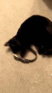 黑猫最后牺牲了吗,黑猫死后狗子伤心