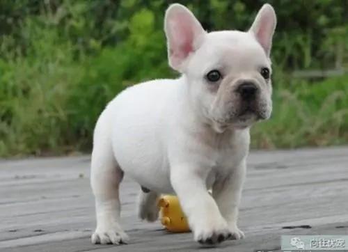 哪个网买宠物狗便宜好养,购买宠物狗有哪些店推荐