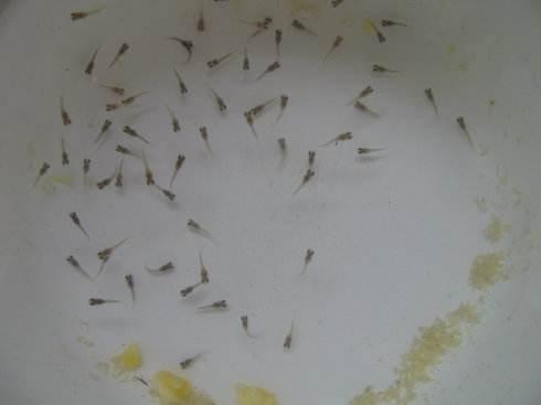 刚出生的孔雀鱼有针尾怎么处理,小孔雀鱼针尾会传染给大鱼吗