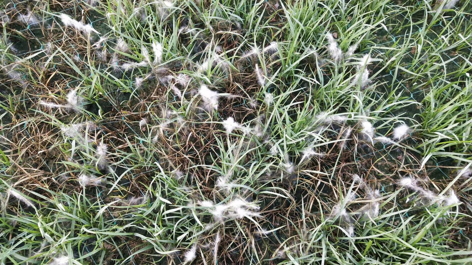 波尔多液治草坪腐霉病吗,草坪腐霉枯萎病用什么药