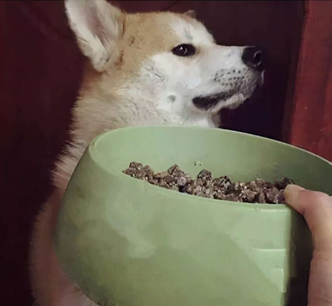 狗狗食欲不好怎么办拉软便,狗狗食欲不好怎么办但是精神很好