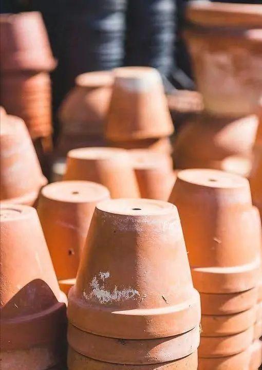 绿植养护植物死了怎么办,绿植为什么在家里养就死了