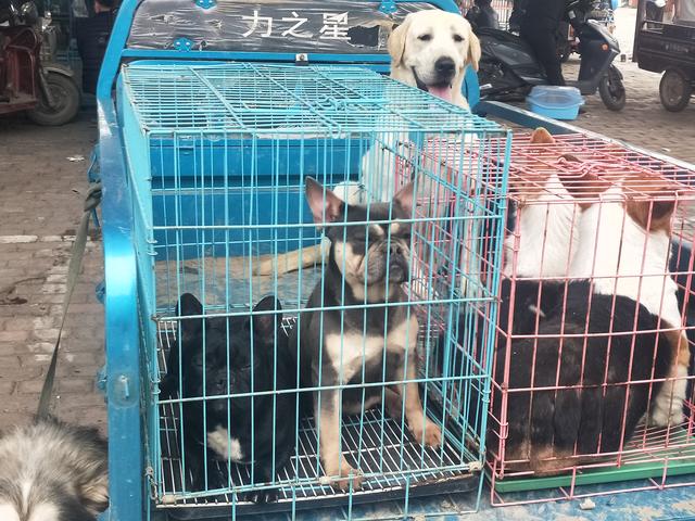 开封杨丰宠物市场最新价格信息,开封杨丰宠物市场现在开着吗