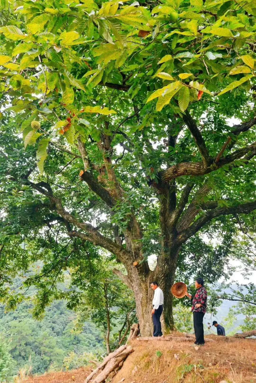 山水永泰，私藏了最美的秋日小美好，还有史上最低优惠等你哦