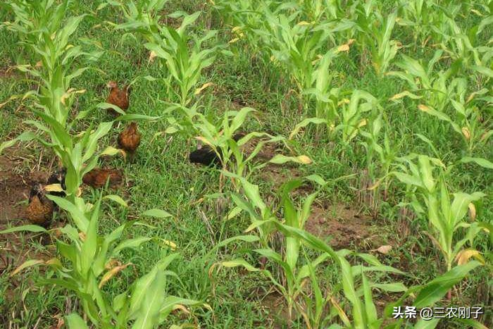 地里可以一边种玉米一边养鸡吗,包地养鸡