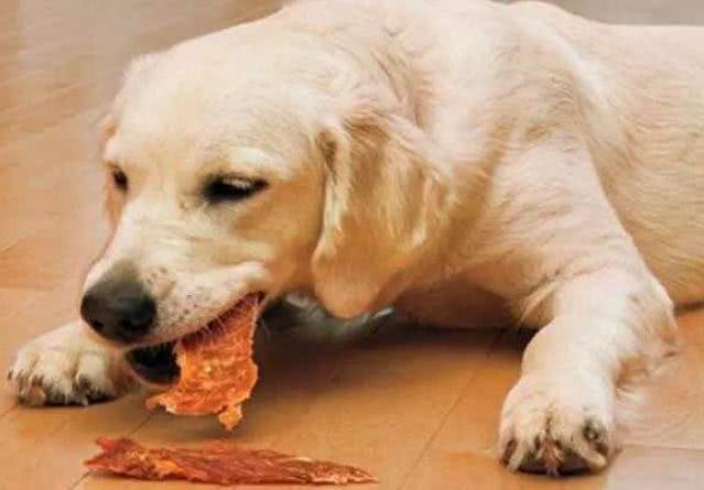 金毛犬咬人的原因及解决办法,人家说狗急了还会跳墙