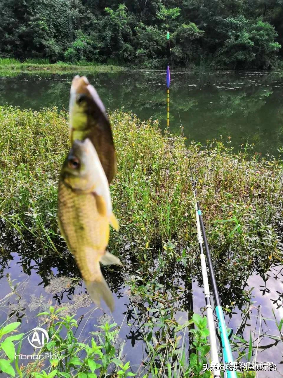 野河钓鲫鱼长竿占优势吗,现在野河钓鲫鱼是钓深处还是浅滩