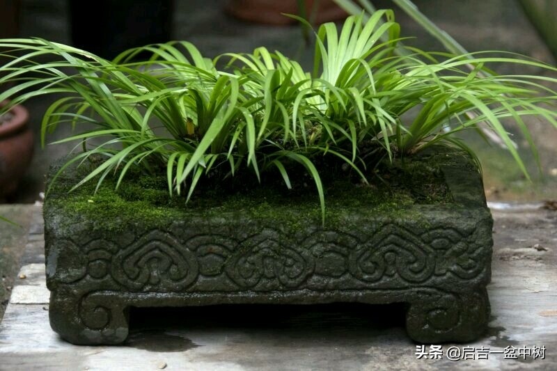 盆景对应季节,昼夜温差大对盆景有什么影响