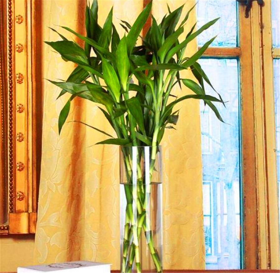 水培富贵竹叶片变黄有斑点,富贵竹水培叶发黄可以用螯合铁吗