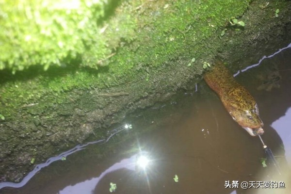 黄鳝钓法详细步骤,野生黄鳝钓鲤鱼