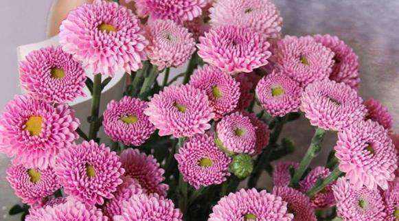 纽扣菊怎么处理来年再开花,纽扣菊一年生还是多年生