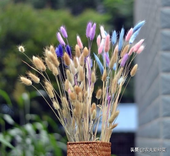 随处可见的狗尾巴草还有不少妙用,一整片狗尾草