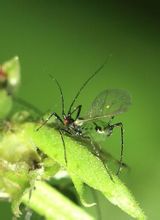 防治蚜虫的妙招,蚜虫物理防治措施