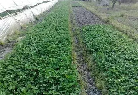 草莓需要控旺但是又缺肥怎么办,草莓给肥前需要控旺吗