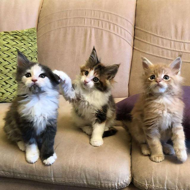 猫犯错了怎么管教它,打猫可以纠正猫的坏行为吗