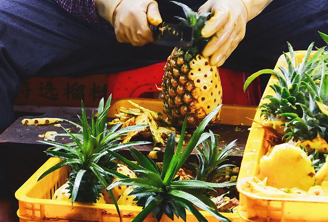 菠萝和凤梨都要泡盐水吗,菠萝和凤梨都需要用盐水泡吗