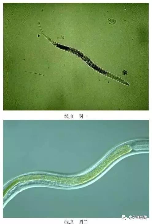 高清丨污水处理微生物图谱