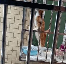 养猫不封窗的人,养猫不封窗猫为什么不会逃跑
