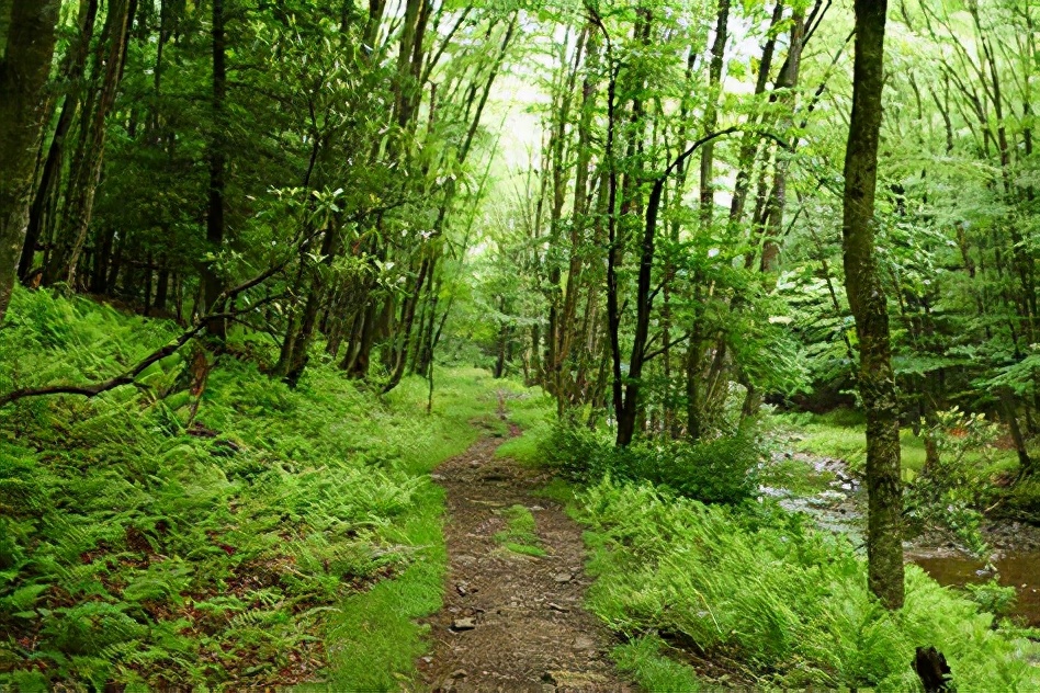 高烧10天反复不退怎么办,高烧不退身上起疙瘩像蚊子咬
