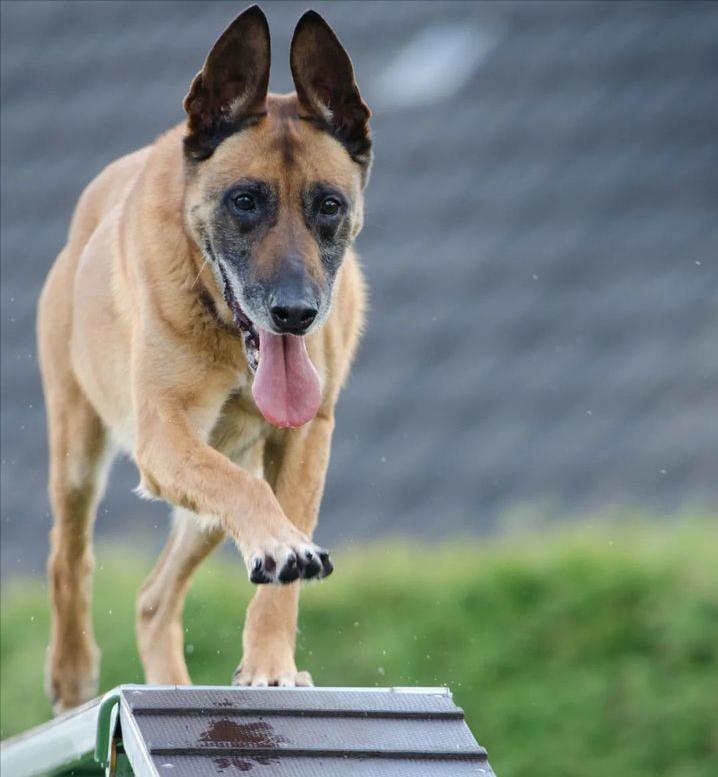 不听话的狗如何驯服,如何引导宠物狗不发脾气