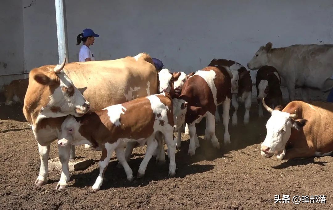 2020最赚钱的养殖行业是什么,2021年农业养殖致富项目