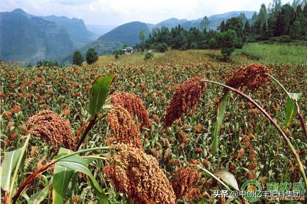 高粱怎么种植能够高产,长杆高粱高产还是矮杆高粱高产