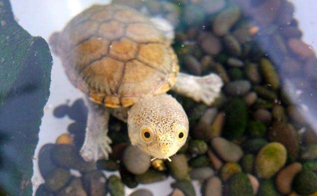 被过分*制抵**的爬宠，能不能存在于阳光之下？