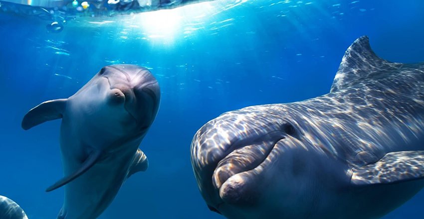 海豚亲吻孕妇,海豚亲孕妇的肚子好不好