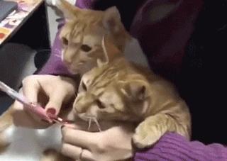 干饭猫,猫咪干饭跟饭桶一样