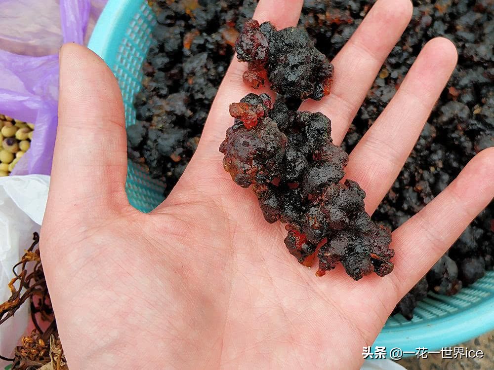 桃树上这种“煤渣”,过去农村娃当糖吃,如今30元一斤成稀罕货