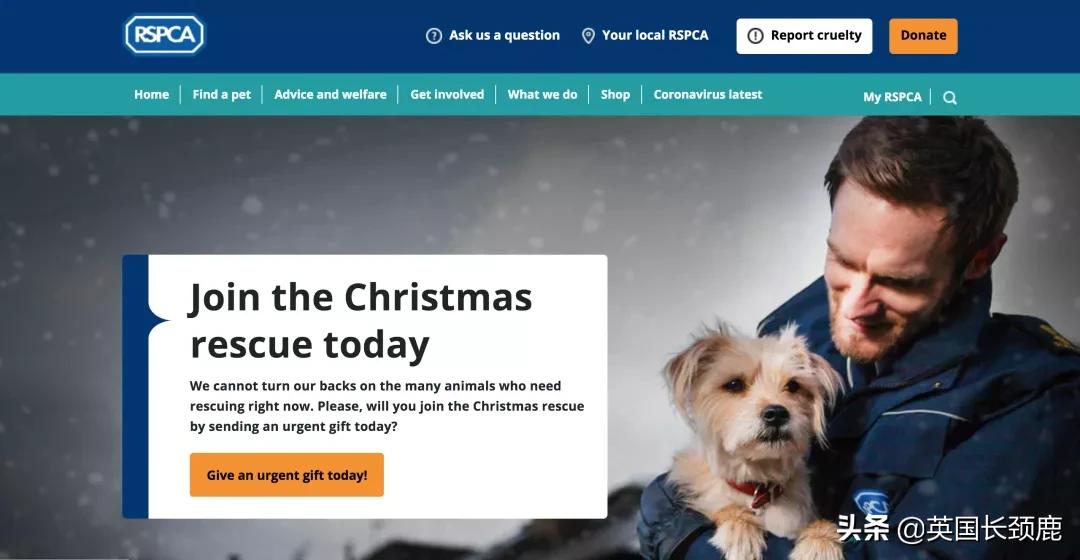 在英国哪里可以买宠物,英国如何饲养宠物猫咪