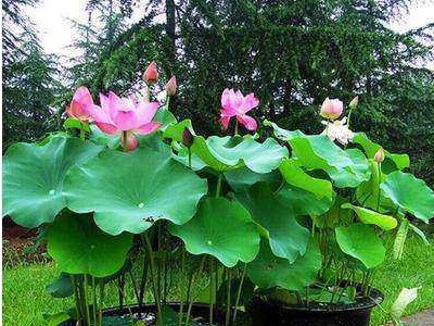 碗莲翻盆最简单方法,种子种的碗莲第二年要翻盆吗