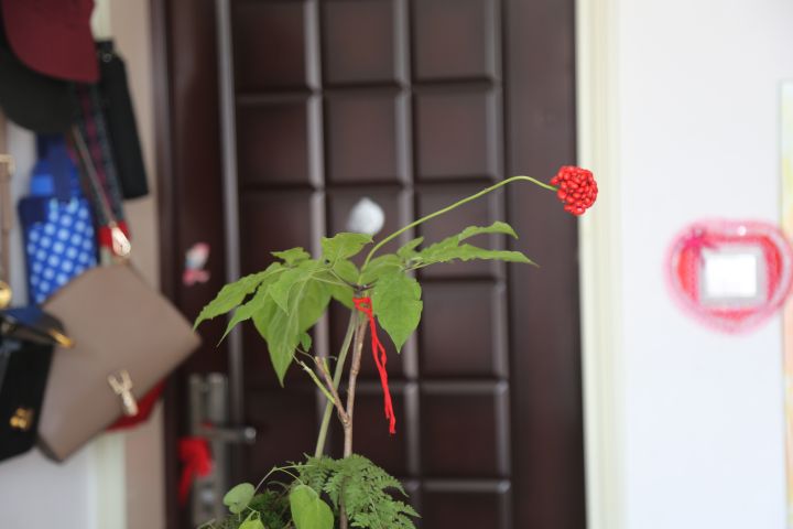 怎么用人参种子种人参,人参须能种出人参吗