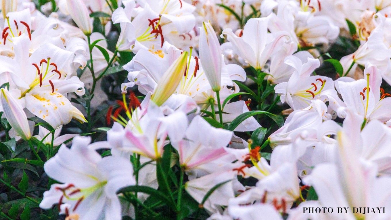 金坛花谷奇缘有什么地方值得打卡,金坛花谷奇缘赏花攻略