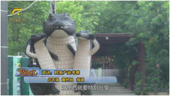 鳄之宝,广西卫视12点探秘节目