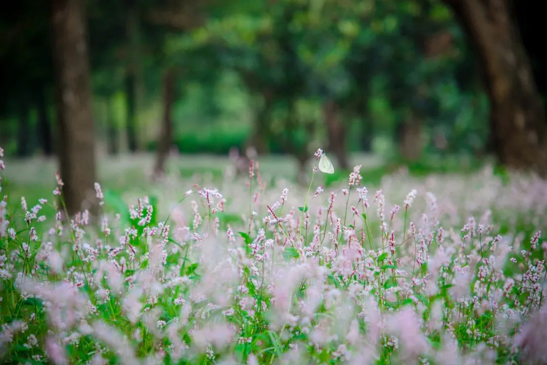 蓼花盛放成海，扬州又多了一处赏秋秘境