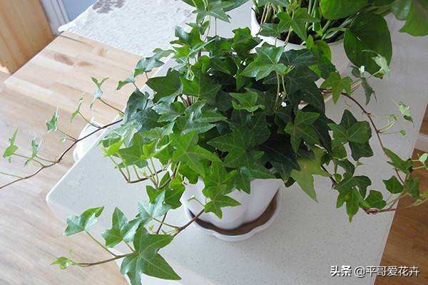 新房子客厅适合摆放的绿植吸甲醛,客厅什么盆栽好吸甲醛好养