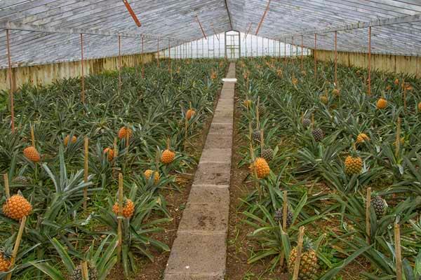 菠萝怎样种盆栽视频,菠萝是怎么种下去的