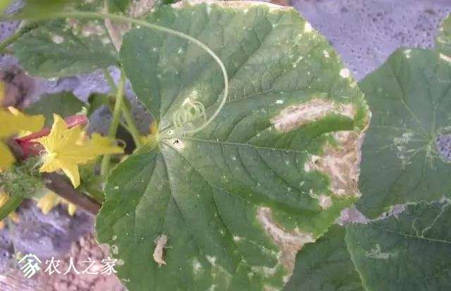 每日一课100个常识,真菌感染必备知识