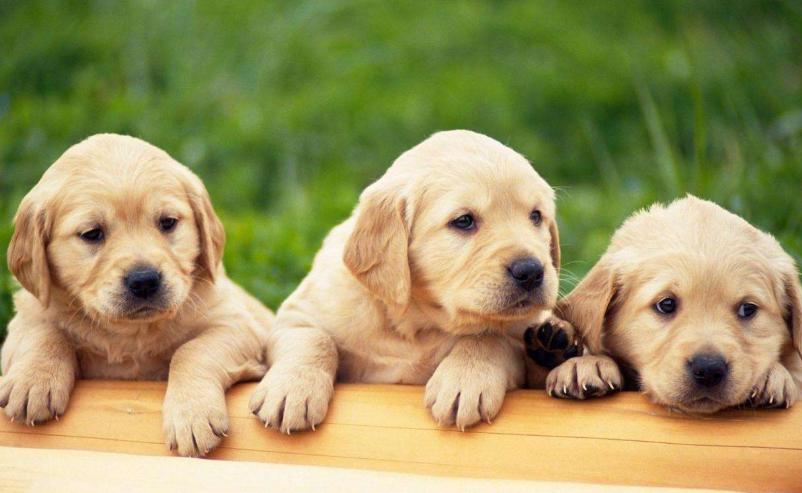 狗狗吃咸了呕吐怎么办,狗狗吃咸了有泪痕怎么办