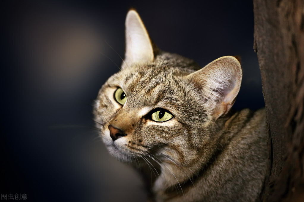 词语典故：wildcat就是“野猫”的意思吗？