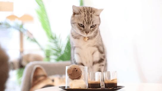 适合带猫咪下午茶好去处,佛山南海区猫咪推荐