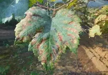 葡萄叶片黄化用什么药,葡萄叶黄化是怎么回事