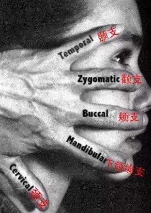 面神经分布图片大全,怎么记住面神经分布