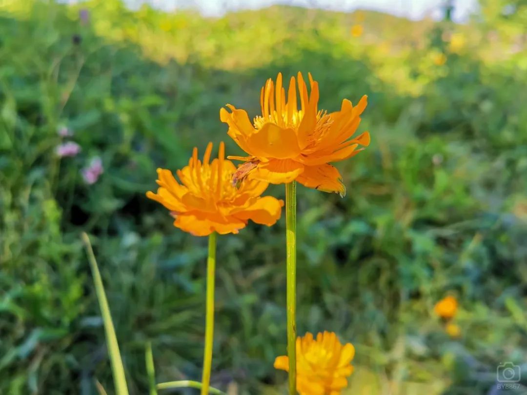 徒步穿越北驼梁完整版,穿越花海古道游记