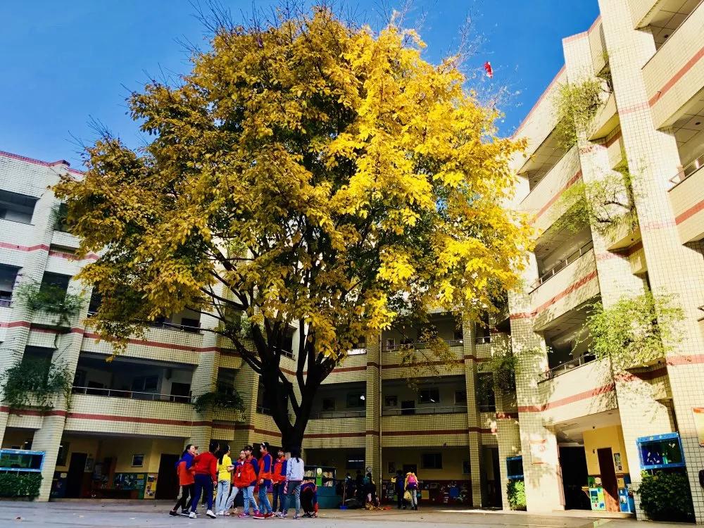 天台岗小学南岸区,重庆天台岗小学花园校区入学要求